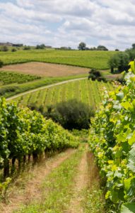 Balade dans les Vignes : les Côtes-De-Bordeaux