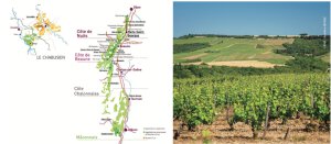 Voyage à Travers le Vignoble Français