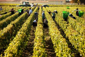Balade dans les Vignes le Bordelais