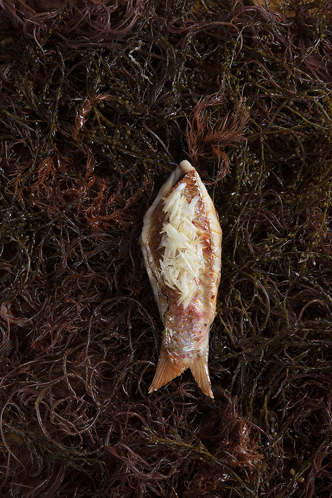 Rouget en écailles farci aux deux foies, rouget et cochon, coulis de poivron rouge, soupe de poisson et huile d’ail des ours