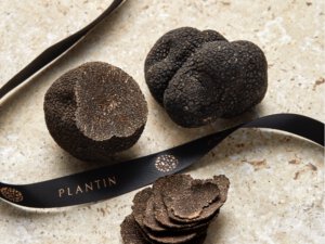 Plantin renforce sa présence dans le Sud-Ouest pour dynamiser la trufficulture française