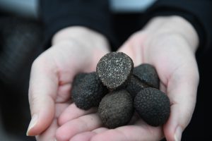 Truffe, une planète à savourer – Valence