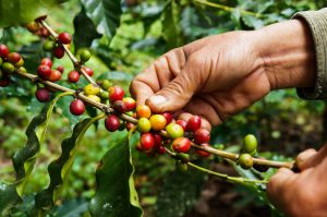 Silvae, nouvelle gamme de cafés issue de l’agroforesterie