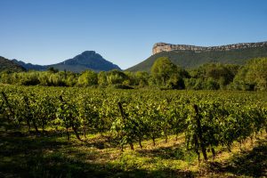 Voyage a Travers le Vignoble Français