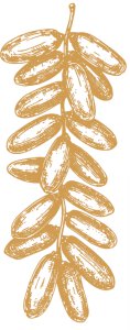 La Datte : l&rsquo;Or du Désert
