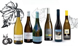 Le Muscadet Se Décline en Crus par Louise Delamarre
