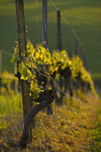 Balade dans les Vignes