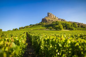 Balade dans les Vignes, le Vignoble du Mâconnais