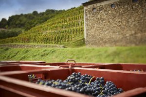 Maison Delas Frères : Un millésime 2015 riche de promesses