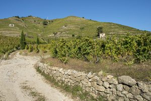 Delas Frères installe son unité de prestige à Tain-l’Hermitage