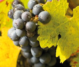 Balade dans les Vignes en Anjou